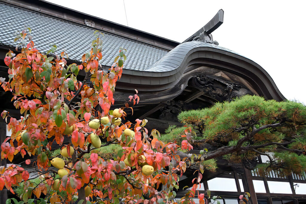 紅葉が色づきはじめました