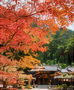 秋の境内